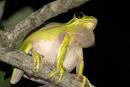 American Green Tree Frog - Peeper Frog - Amphibians