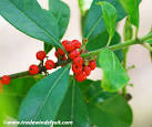 Yerba Mate - <b>Ilex paraguariensis</b> - Seeds