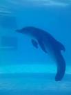 Dolphin Tale