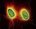 10 must see electron micrograph images : Natures Colors