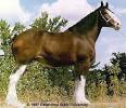 Breeds of Livestock - Clydesdale Horse