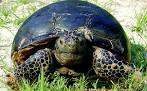 Animal Connection: Gopher tortoises no longer buried alive, but ...