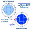 What Are Antioxidants? Learn about these powerful anti-aging ...