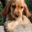 Cocker Spaniel. About Cocker Spaniels