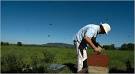 Backyard Beekeepers as Warriors Against a Plague   New York Times