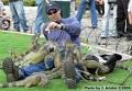 Iguanas in the Wild