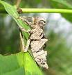 Exoskeleton - Wikipedia, the free encyclopedia