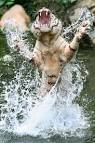 You have to know how to roar. | Lovin' life