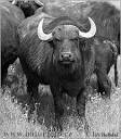 Native American Class Website - First Americans/Mound Builders