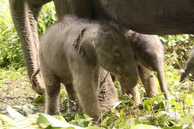Rare Twin Elephants Born in Thailand Again