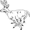 Deer coloring page