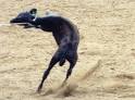 Calf roping -- The Most Cowardly Rodeo Event