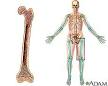 Agranulocytosis · <b>Bone marrow</b>