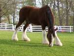 File:Clydesdale-busch-gardens.jpg - Wikipedia, the free encyclopedia