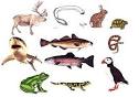 Diversity of life II - Biology 102 Course - CarolGuze.