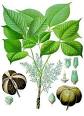 220px-Hevea_brasiliensis_-_ ...