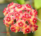 HOYA, Wax Flower » Orchids-