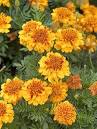 French Marigold - Plant Encyclopedia - BHG.