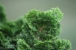 File:Dwarf Hinoki Cypress foliage.jpg - Wikipedia, the free ...