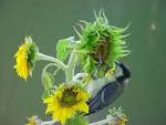 prefer sunflower seeds. - via Daymix