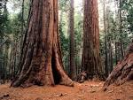 Positive Energy-Sequoia Trees | Deborah Johnson