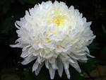 Tag <b>chrysanthemum</b> white flower