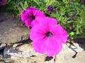 <b>Petunia</b> is an annual flower