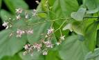 File:Kleinhovia hospita flower IMG 9203.jpg - Wikipedia, the free ...