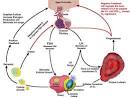 Hormonal regulation in reproduction of cattle