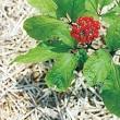 Panax ginseng Ginseng PFAF Plant Database