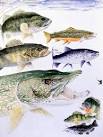 Freshwater Fishes - NYS Dept. of Environmental Conservation