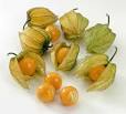 markred | Cape Gooseberry – The Golden Super Berry
