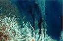 Even Hiding in Deep-Sea Vents Won't Save You from Climate Change ...