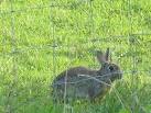 7.45am on Easter Day, and this rabbit on the Ouse Estuary nature reserve - via Daymix