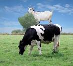 If you label a goat as a cow, will it start to moo? « Family ...