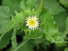 The sow thistle is a common roadside plant native to Eurasia and tropical - via Daymix
