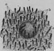 Structure Of The Small Intestine