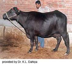 Indian Buffalo Milk