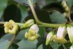 Family: <b>Ebenaceae</b> - More