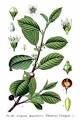 Rhamnus <b>frangula</b> Alder
