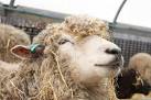 Sheep at Rare Breeds Centre, - via Daymix