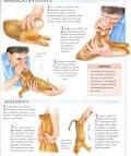 Veterinários no divã - Primeiros Socorros em Gatos