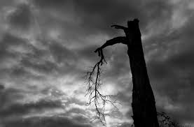 toter Baum - Bild \u0026amp; Foto von Enrique Salcedo aus Wald - Fotografie ... - 15781437