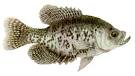 Black Crappie (Pomoxis nigromaculatus)