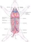 Ultimate Fetal Pig Anatomy Review