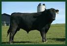 http://www.planetcalypsoforum.com/gallery/files/1/2/8/4/7/black_angus.jpg