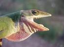 Carolina Anoles, Anolis carolinensis
