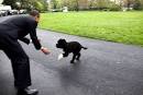 Obama Dog Blog: A