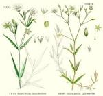 <b>Caryophyllaceae</b> Juss.