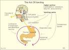 New Human Physiology Ch 22